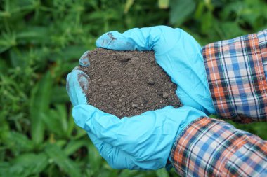 Closeup gardener hands holds natural compost soil in garden. Concept, inspect soil quality to find the best for growing plants. Agriculture.  
