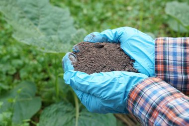 Closeup gardener hands holds natural compost soil in garden. Concept, inspect soil quality to find the best for growing plants. Agriculture.   