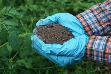 Closeup gardener hands holds natural compost soil in garden. Concept, inspect soil quality to find the best for growing plants. Agriculture.      
