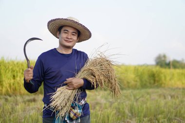 Handsome Asian male farmer wear hat, holds sickle and harvested rice plants at paddy field. Concept, agriculture occupation, farmer grow organic rice. Thai farmer.              