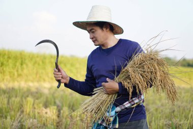 Handsome Asian male farmer wear hat, holds sickle and harvested rice plants at paddy field. Concept, agriculture occupation, farmer grow organic rice. Thai farmer.       