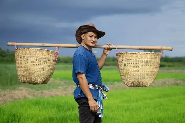 Handsome Asian Man Farmer Carries Baskets Shoulders Work Paddy Field — ストック写真