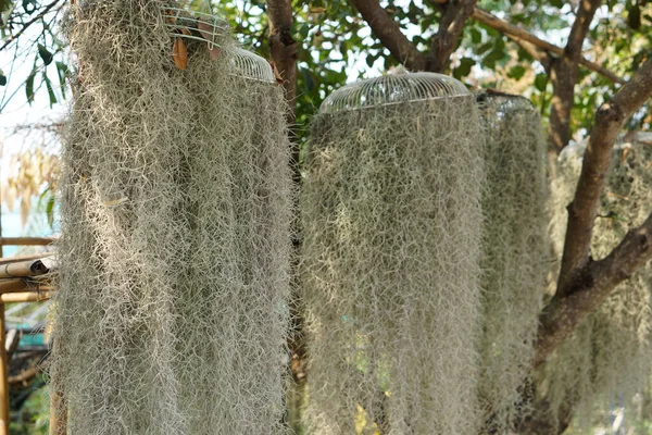 Spanish Moss Tillandsia Crocata Grandpa Beard Ornamental Plant Hanging Garden — Fotografia de Stock