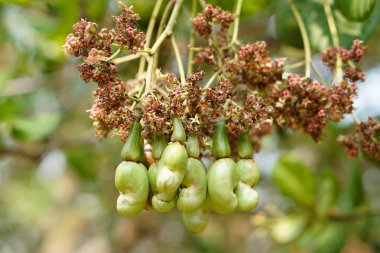 Bahçede taze kaju fıstığı meyvesi. Taze ve organik. Kavram. Tayland ve Asya ülkelerine tarım ürünleri ihraç ediyoruz. Yaz ve ekonomik meyveler.                        