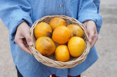 Kapalı bahçıvanın elleri organik portakal sepetini tutuyor. Tayland 'ın Nan ilindeki Som See tangası. Kavram, yerli yerel meyveler. Ekonomik tarım ürünleri. Tropik meyveler.         