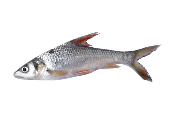 Пресноводные Рыбы Приготовления Пищи Изолированы Белом Фоне Концепция Съедобная Местная — стоковое фото