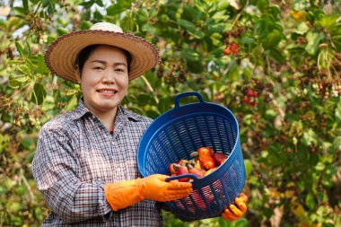 Asyalı kadın bahçıvan bahçede meyve topluyor, sepeti tutuyor ve başparmağını kaldırıyor. Kavram, tarım işgali. Tayland 'da ekonomik ve ihraç mahsulü olarak kaju yetiştiren Taylandlı çiftçiler.        