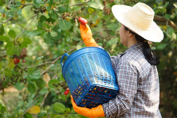 Asiatischer Gärtner Arbeitet Und Erntet Cashewnapfelfrüchte Garten Konzept Beruf Der — Stockfoto