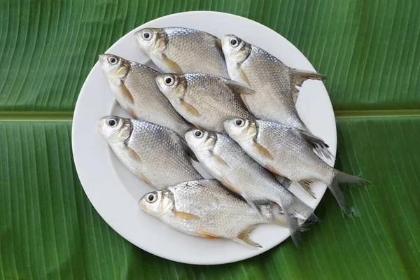 Сырая Рыба Приготовления Пищи Белой Тарелке Зеленый Лист Фона Концепция — стоковое фото