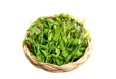 Melientha suavis Pierre Sebze veya Tayland adına Pak Wan, beyaz arka planda izole edilmiş. Konsept, Tayland 'da ormandaki yerel besin maddeleri çeşitli menüler için pişirilebilir..