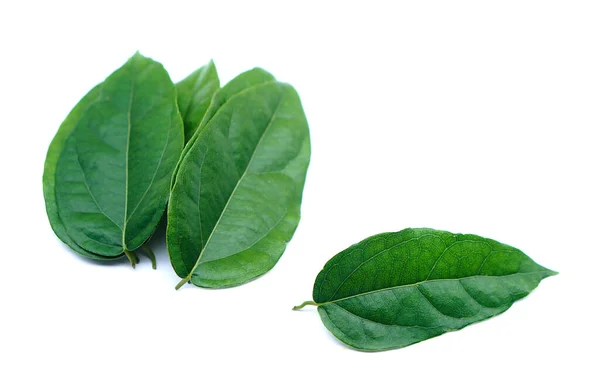 산드라 Green Tiliacora Triandra 잎이나 바이야 이름은 바탕에 고립되어 의학적 — 스톡 사진
