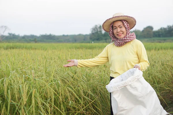 Happy Asian Woman Farmer Paddy Field Wears Hat Yellow Shirt — Foto de Stock