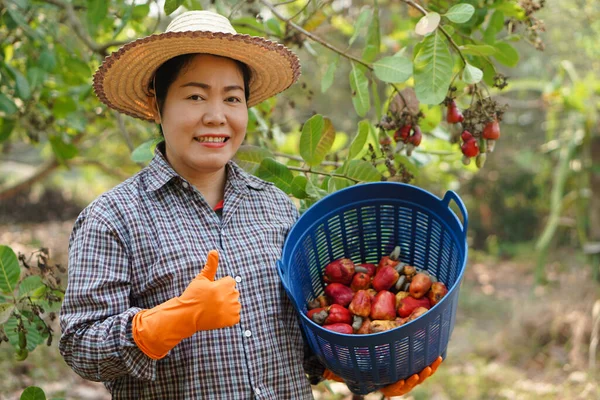 Asiatische Gärtnerin Erntet Früchte Garten Hält Korb Und Daumen Hoch — Stockfoto