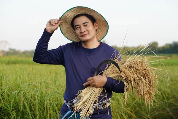 stock image Handsome Asian man wears hat, blue shirt is at paddy field, holds sickle and harvest rice.  Concept, agriculture occupation, farmer grow organic rice.     