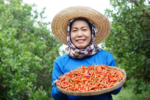 Happy Asian woman farmer is in garden, wear hat, blue shirt, hold tray of red chillies. Concept , Local agriculture farming. Easy living lifestyle. Farmer satisfied. Organic crops.