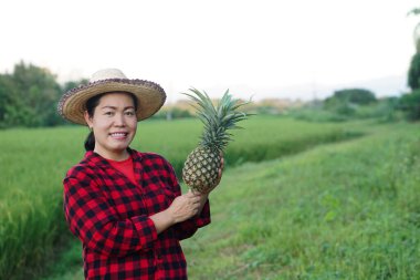 Asyalı kadın bahçıvan şapka takıyor, kırmızı ekose gömlek giyiyor, bahçede ananas meyvesi tutuyor. Gülümse. Kavram, Tayland 'da tarım mahsulü. Çiftçi memnun. Organik ürünler. Mevsimlik meyveler.       