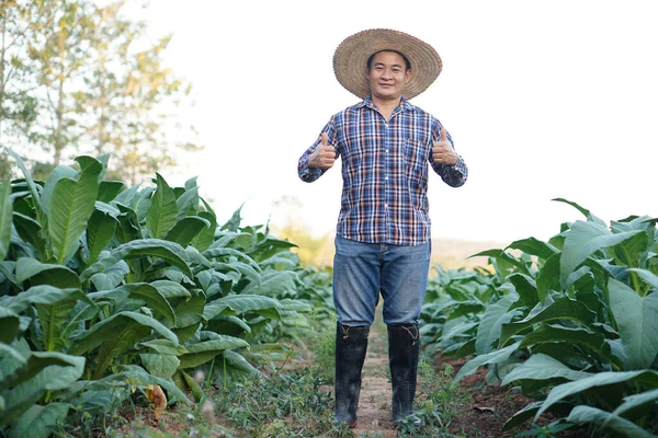 Hombre Asiático Jardinero Está Jardín Tabaco Norte Tailandia Pulgar Hacia — Foto de Stock