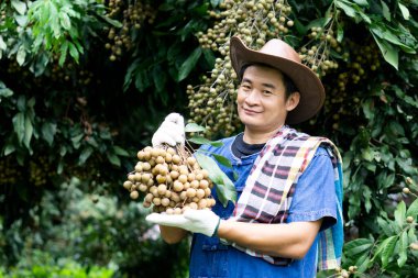 Mutlu Asyalı çiftçi portresi meyve bahçesinde, şapka takıyor, mavi gömlek giyiyor, Longan meyvesi tutuyor, gururlanıyor. Taylandlı çiftçiler Tayland 'ın ihracat ürünü olarak organik longan yetiştirirler..