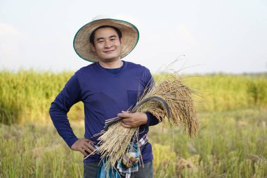 Asyalı çiftçi çeltik tarlasında, şapka takıyor, mavi gömlek giyiyor, pirinç ve orak topluyor, elini kalçasına koyuyor, kendinden emin. Kavram, tarım işgali, çiftçi organik pirinç yetiştiriyor..