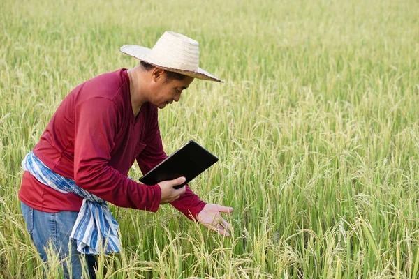 アジアの農家は水田にあり 稲を検査し 水田での成長 昆虫に関する研究を行うためのスマートタブレットを保持しています コンセプトは スマート農家 農業における技術の活用 — ストック写真