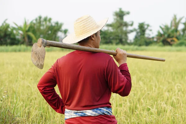 アジアの男農民のバックビューは 水田で肩にひづめを運ぶ 有機農業 化学物質はない 除草剤の代わりに伝統的な手動ツールを使用してください 汚染ゼロ — ストック写真