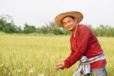 Yakışıklı Asyalı çiftçi şapka takıyor, kırmızı gömlek giyiyor, çeltik tarlasında pirinç bitkilerini denetliyor. Kendinden emin. Kavram, tarım işgali, çiftçi organik pirinç yetiştirir. Ekinlerle ilgilen. Taylandlı çiftçi.   
