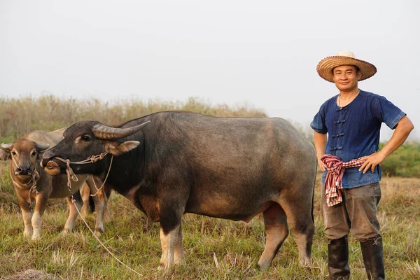 Handsome Asian man farmer wears hat, blue shirt, stands at animal farm. Concept, livestock, Thai farmers raise and take care buffalos as economic and export animals.