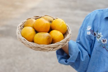 Kapalı bahçıvanın elleri organik portakal sepetini tutuyor. Tayland 'ın Nan ilindeki Som See tangası. Kavram, yerli yerel meyveler. Ekonomik tarım ürünleri. Tropik meyveler.    