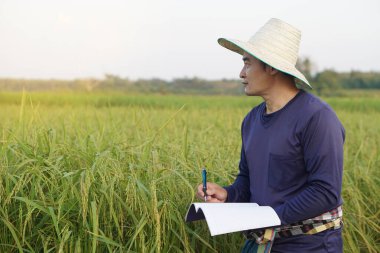 Yakışıklı Asyalı çiftçi çeltik tarlasında, şapka takıyor, mavi gömlek giyiyor, defter kağıdı tutuyor, bitkilerin büyümesini ve hastalığını inceliyor. Ekinleri geliştirmek için kavram, tarım araştırması ve öğrenim.               