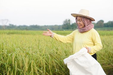 Mutlu Asyalı kadın çiftçi çeltik tarlasında, şapka takıyor, sarı gömlek giyiyor, Tayland peştamalı başı örtüyor, organik gübre dolu beyaz bir çuval tutuyor, kendinden emin hisset. Tarım ürünlerinden memnun çiftçi kavramı 