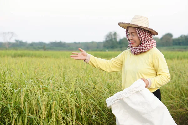 Mujer Asiática Feliz Agricultor Está Campo Arroz Sombrero Desgaste Camisa — Foto de Stock