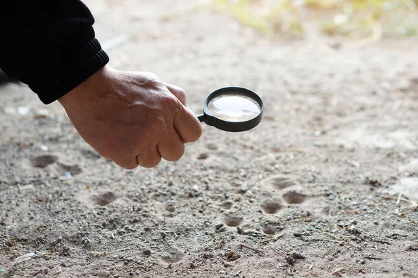 Närbild Hand Håller Förstoringsglas För Att Utforska Små Insekter Hål — Stockfoto