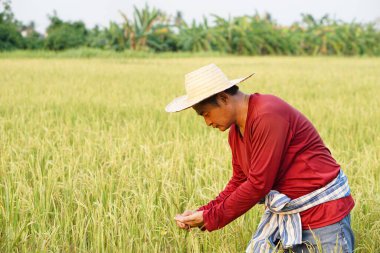 Asyalı çiftçi şapka takar, kırmızı gömlek giyer, çeltik tarlasında pirinç bitkilerini inceler. Kavram, tarım işgali, en iyi ürünü üretmek için ekinlerle ilgilenmek. Taylandlı çiftçi.          