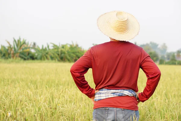 Pohled Zezadu Asijského Farmáře Stojí Rýžovém Poli Nosí Klobouk Červenou — Stock fotografie