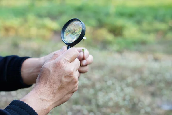 Närbild Händer Hålla Förstoringsglas För Att Inspektera Små Växter Utomhus — Stockfoto