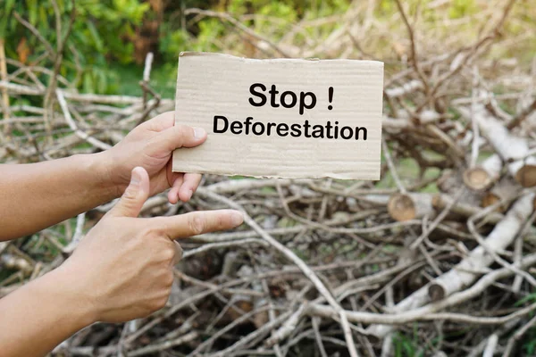 紧紧抓住纸牌 森林砍伐 森林养护 全世界开展运动 制止砍伐森林 砍倒树木 再造林 — 图库照片
