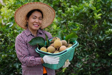 Asyalı kadın bahçıvan bahçede, şapka takıyor, meyve sepeti tutuyor. Kavram, yerel tarım çiftçiliği. Rahat bir yaşam tarzı. Çiftçi memnun. Organik ürünler.   