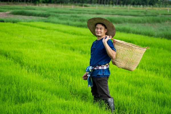 Asian Farmer Paddy Field Holds Basket Get Rid Grass Weeds — Stockfoto