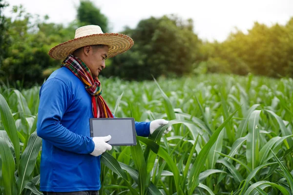 アジアの男性農家の庭では 青いシャツを着て スマートタブレットを保持しています コンセプト スマート農家 農業における技術を使用して作物を検査 研究し 世話をする — ストック写真