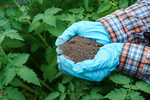 Closeup hands wears blue gloves, holds soil, green vegetable leaves background. Concept, insect soil quality. Organic agriculture, use natural fertilizers with plants.