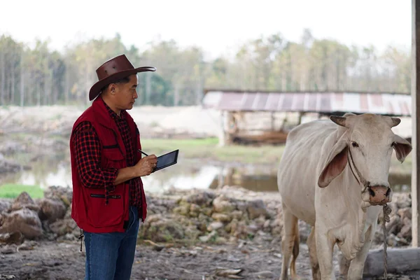 Asian male vet is observing and recording information about cow in Thailand. Concept for study and research through smart digital device technology. Animal farm, Agriculture development. zoology