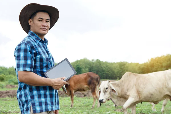 Азиатский Фермер Мужчина Ухаживает Своим Скотом Использует Умные Планшеты Записи — стоковое фото