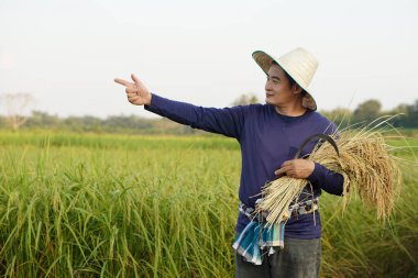 Asyalı çiftçi çeltik tarlasında, şapka takıyor, mavi gömlek giyiyor, orak tutuyor ve pirinç topluyor, bir şey gösteriyor. Kavram, tarım işgali, Tarmer organik pirinç yetiştiriyor.                  