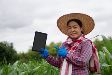 Asyalı çiftçi kadın yeşil mısır tarlasındaki bitki ve bitki hastalıkları hakkında bilgi toplamak ve aramak için boş ekran akıllı tableti tutuyor. Kavram, zeki çiftçi. Tarım teknolojisi.   