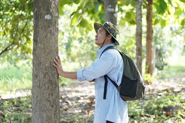 Botánico Asiático Inspeccionar Tronco Del Árbol Bosque Concepto Encuesta Investigación — Foto de Stock