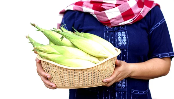 Closeup Farmer Holds Basket Fresh Organic Corn Thai Local Breed — Stock Photo, Image