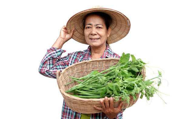 Happy Asian senior woman gardener holds basket of vegetables, isolated on white background. Concept, Healthy lifestyle, Thai farmer grow organic vegetable for cooking       