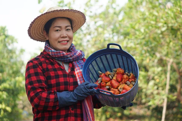 Asiatische Gärtnerin Arbeitet Cashewgarten Hält Einen Korb Mit Cashewfrüchten Der — Stockfoto