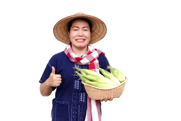 stock image Asian woman farmer hold basket of fresh organic corn. Thai local breed. Favorite for Thai northern farmers grow for boil, steam or cook for Thai traditional dessert. Concept, agricultural crop product