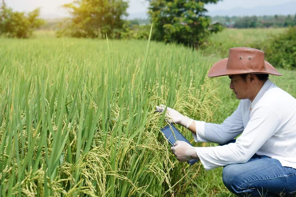 Asijský Zemědělec Nosí Klobouk Bílou Košili Pozorování Ohledem Růst Rýžové — Stock fotografie